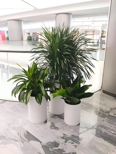 杭州湾植物租赁，开启空间绿植美化的便捷之旅